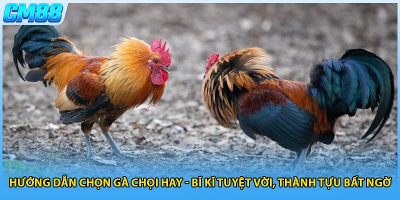 Hướng Dẫn Chọn Gà Chọi Hay - Bĩ Kĩ Tuyệt Vời, Thành Tựu Bất Ngờ