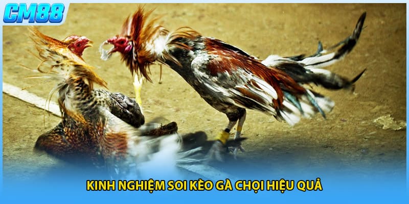 Kinh nghiệm soi kèo gà chọi hiệu quả
